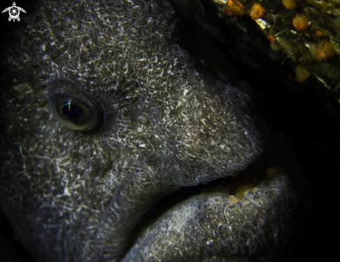 A Wolf-Eel