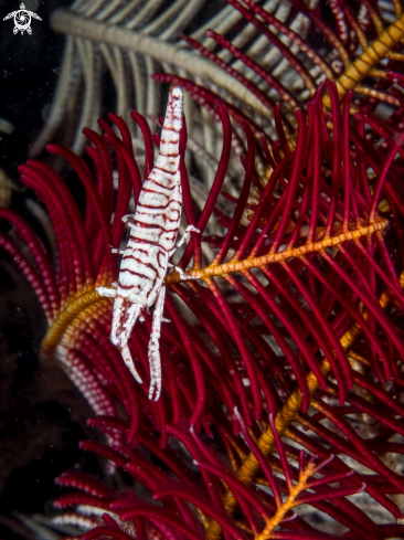 A Crinoid Shrimp | Crinoid Shrimp