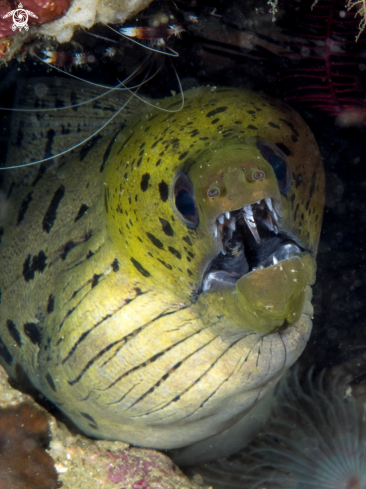 A Leopard Moray