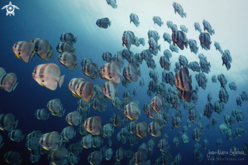 A School of Batfish