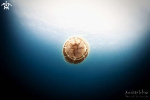 A Mosaic Jellyfish