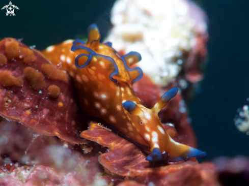 A Aplysia parvula | Dwarf Sea Hare or Dwarf Pygmy Sea Hare