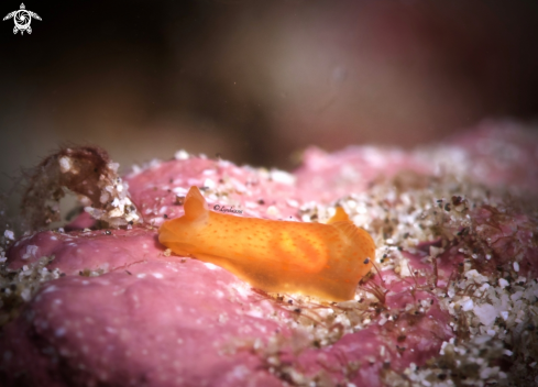 A Gymnodoris inornata | Gymnodoris inornata