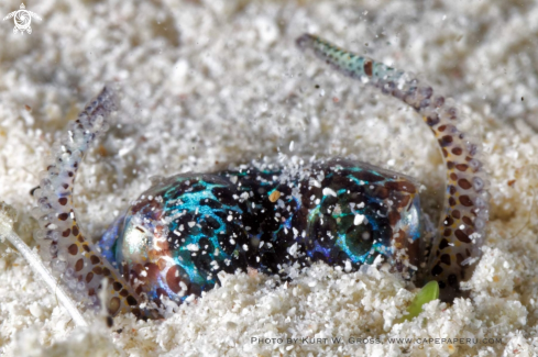 A Bobtail squid