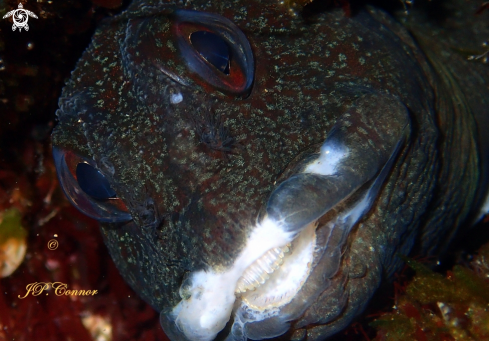 A Lipophrys trigloides | BLENNIE TRIGLOÏDE