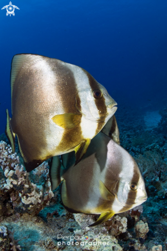 A Platax | Bat Fish