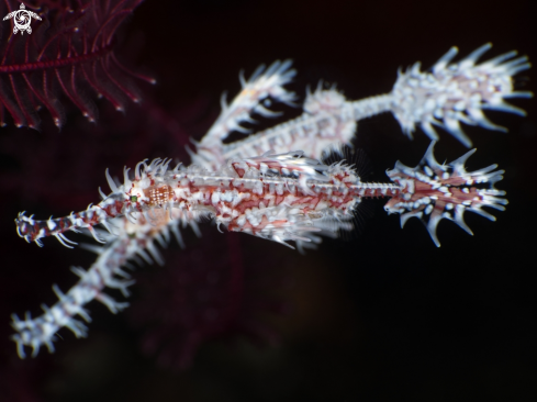 A Ghost white pipefish 