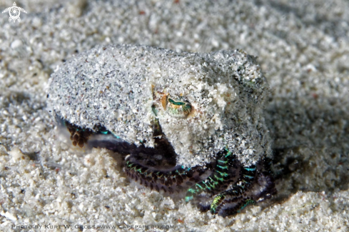 A Euprymna tasmanica | Bobtail squid