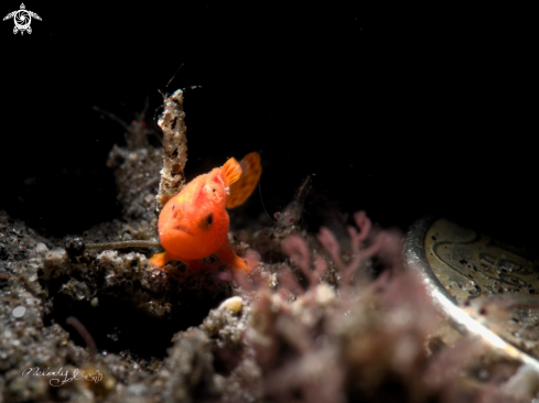 A Frogfish