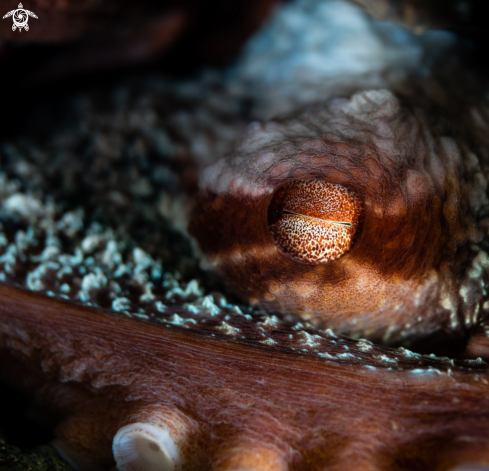 A Giant Pacific Octopus