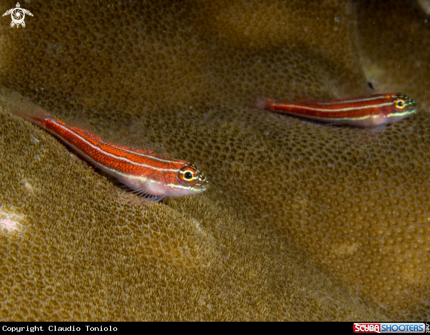 A Red Neon Pygmy Goby