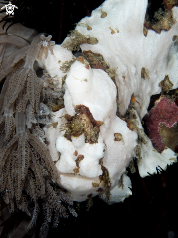 A Frogfish | Frogfish