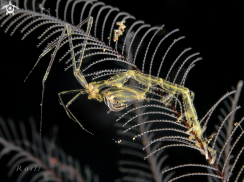 A Skeleton Shrimp