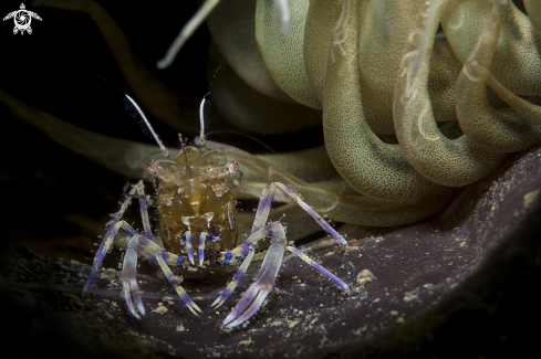 A Periclemenes amethysteus