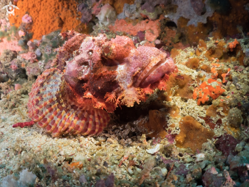 A Scorpionfish