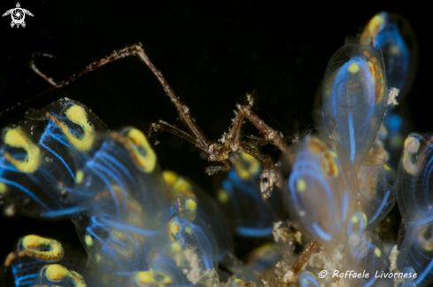 A Skeleton shrimp