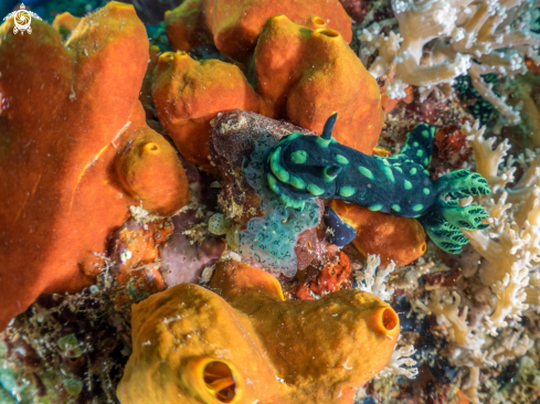 A Nembrotha Cristata | Nembrotha Cristata