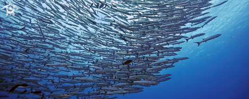 A blackfin barracuda 