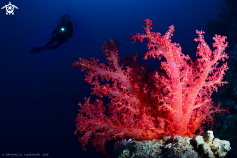 A Dendronephthya sp  | Dendronephthya sp (corallo molle)