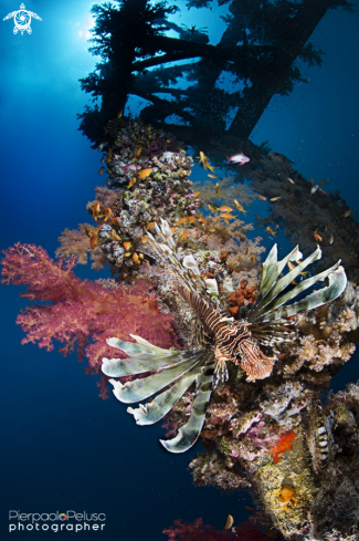 A Lion Fish