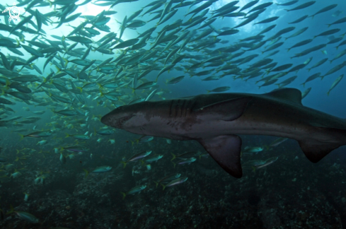 A Carcharias taurus | Grey nurse shark