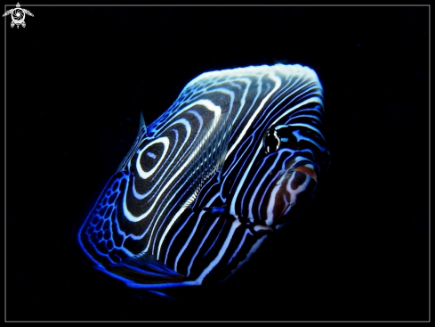 A juvenile emperor angelfish