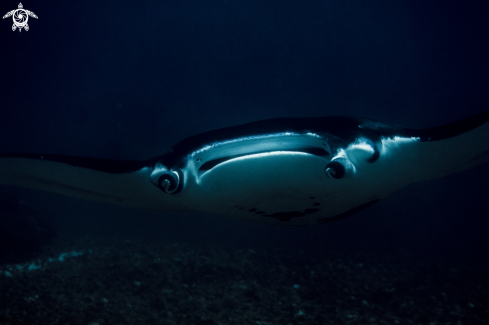 A manta birostris | manta 