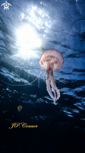 A Pelagia noctiluca | méduse pélagique