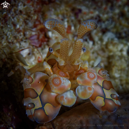 A Hymenocera elegans, Harlekin Garnele | Harlequin Shrimp