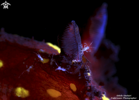 A Nudibranch Senses