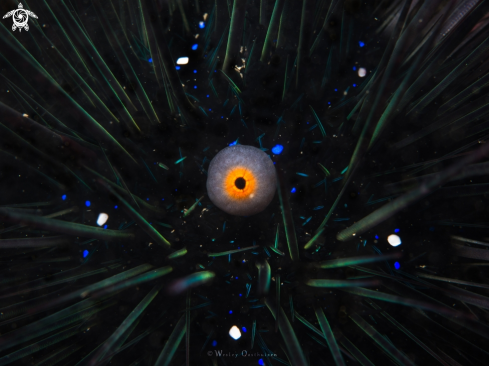 A long-spined sea urchin