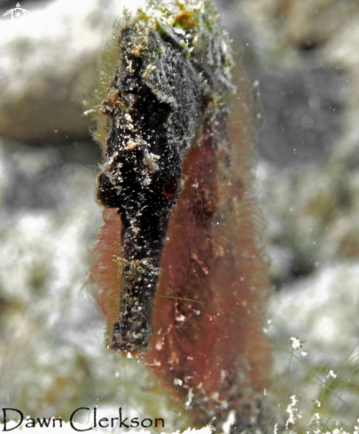 A Hippocampus reidi | Long Snout Seahorse