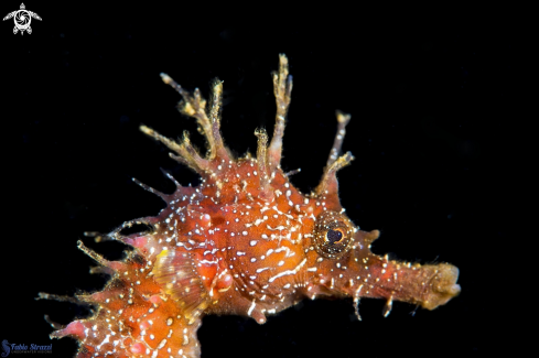 A Hippocampus guttulatus