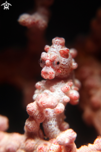 A pygmy seahorse