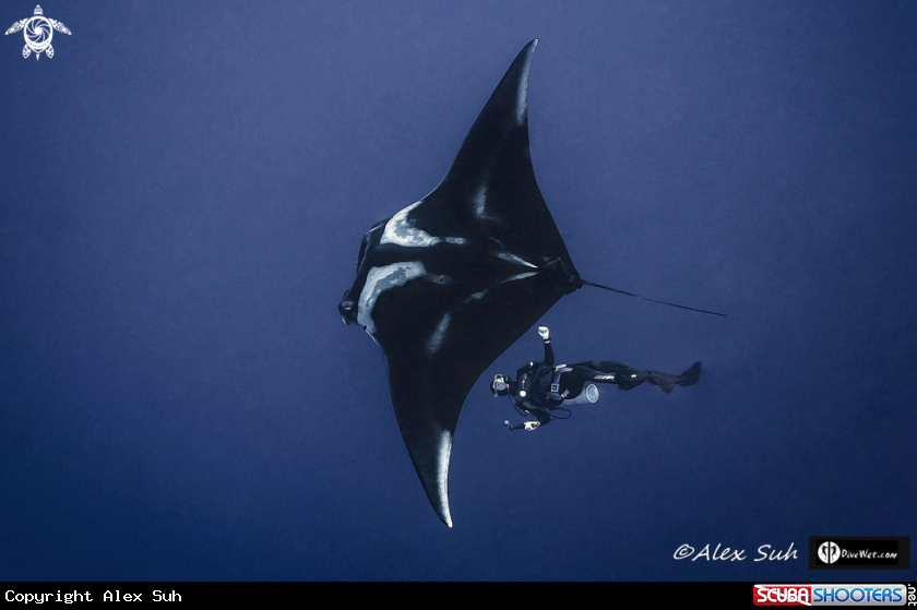 A Giant Pacific Manta