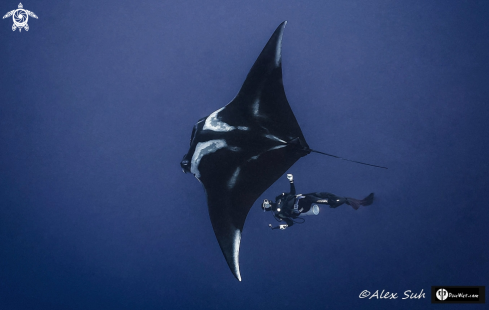 A Giant Pacific Manta