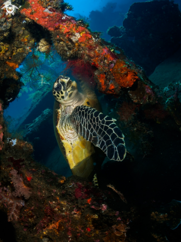 A Hawksbill Turtle