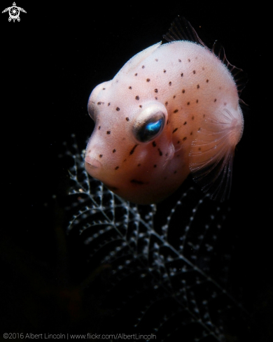 Pink Filefish