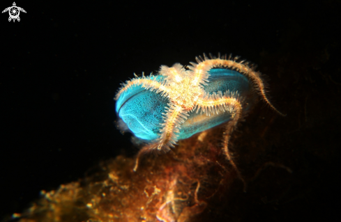 A brittle sea star