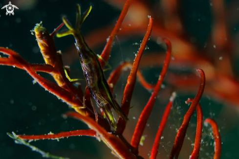 A Shrimp on a crinoid