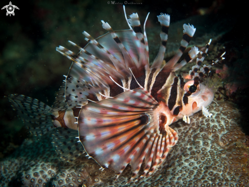 A Zebra lionfish