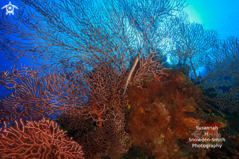 A Aulostomus maculatus | Trumpetfish