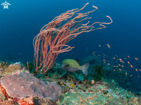 A Harlequin Sweetlips Fish | Harlequin Sweetlips Fish