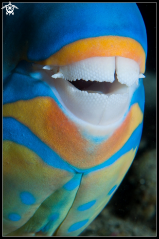 A parotfish