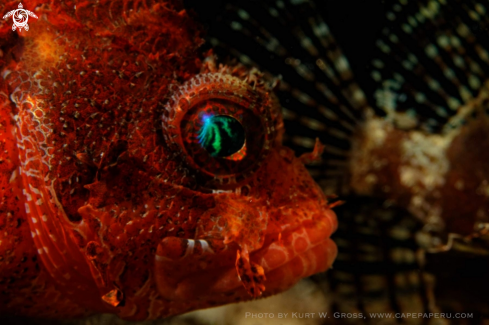 A Red Skorpion Fish