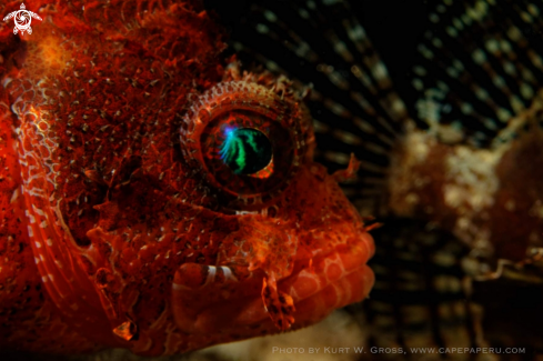 A Scorpaena cardinalis | Red Skorpion Fish