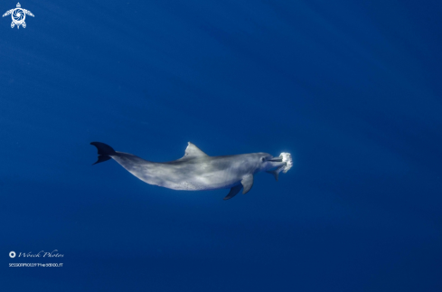 A Indo-Pacific bottlenose dolphin
