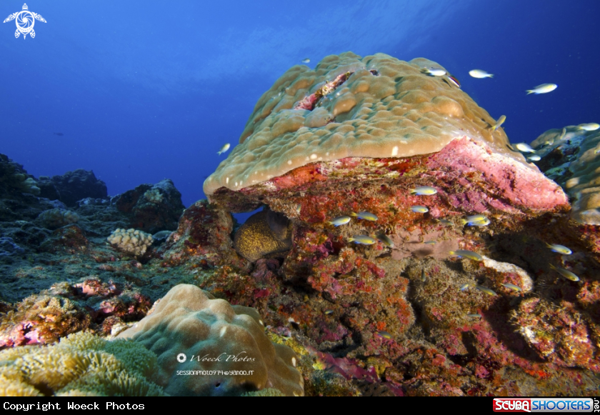 A coral reef, reunion island