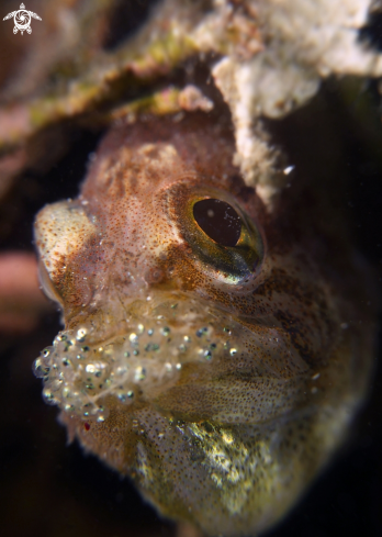 A cardinal fish