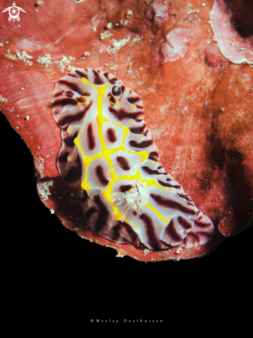 A Halgerda elegans nudibranch | Halgerda elegans nudibranch